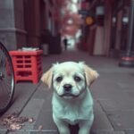 puppy mobile wallpaper