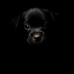 puppy mobile wallpaper