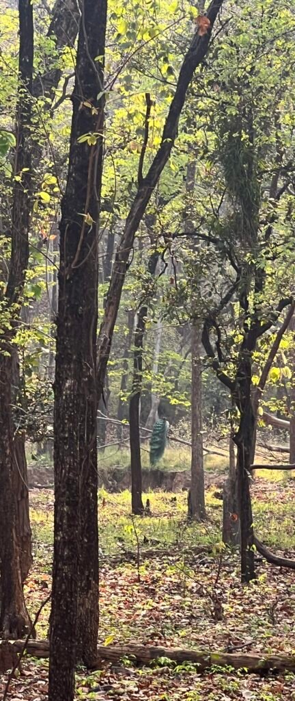 a peacock sitting on a branch in the wild at Debrigarh Wildlife Sanctuary